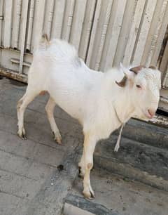 2Dant Ando Bakra