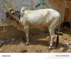 black white 2 lack 60 hazar - lal bachrah 3 lack 10 2 lack 30 hazr