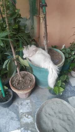 cat