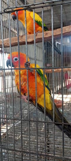 Suncnoure breeder male