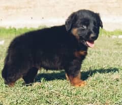 German shepherd puppies for sale