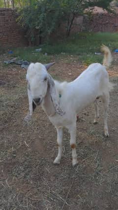 Bakra do dant