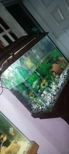 aquarium & fish