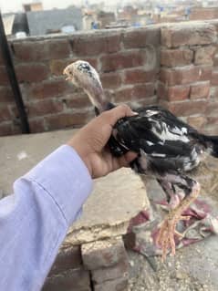 Best Pakistani breed