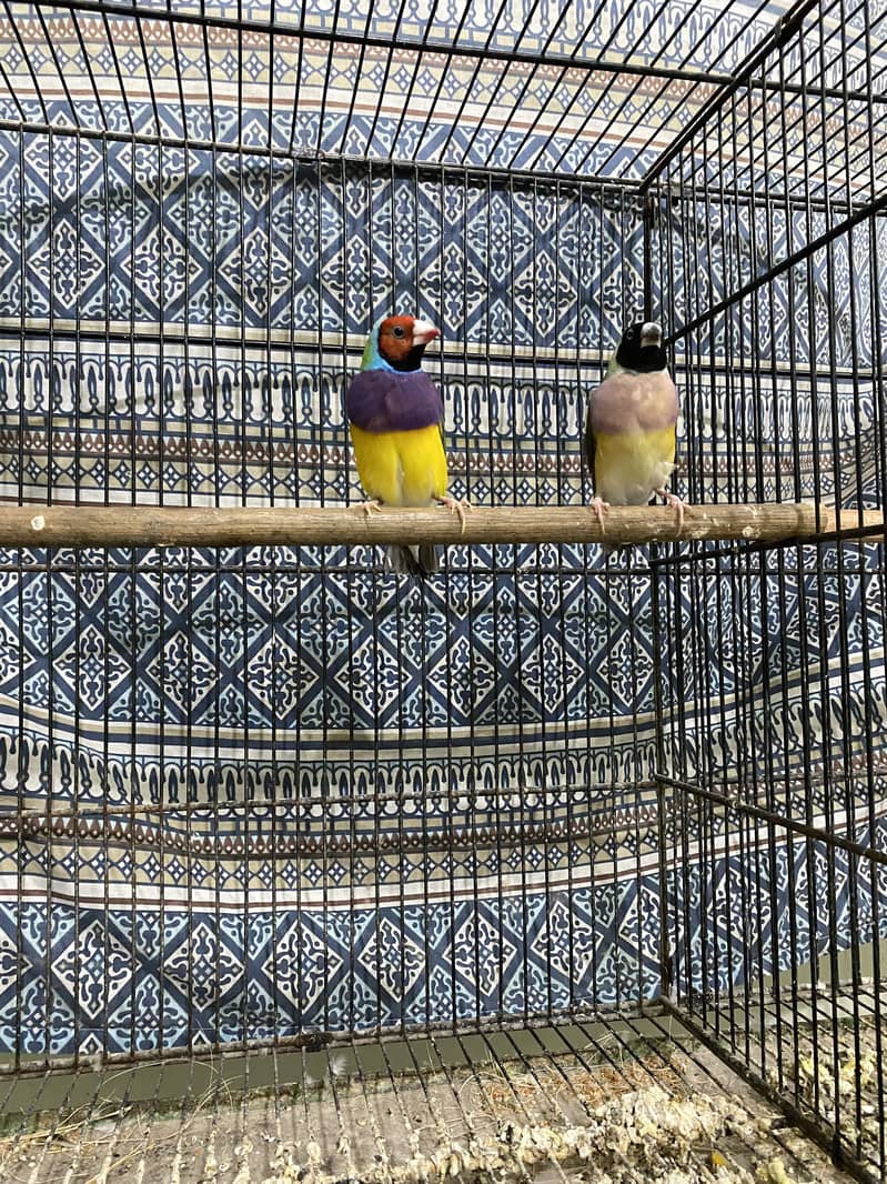 Exhibition Gouldian, Fawn Java, Silver Java and Lovebirds for sale 0