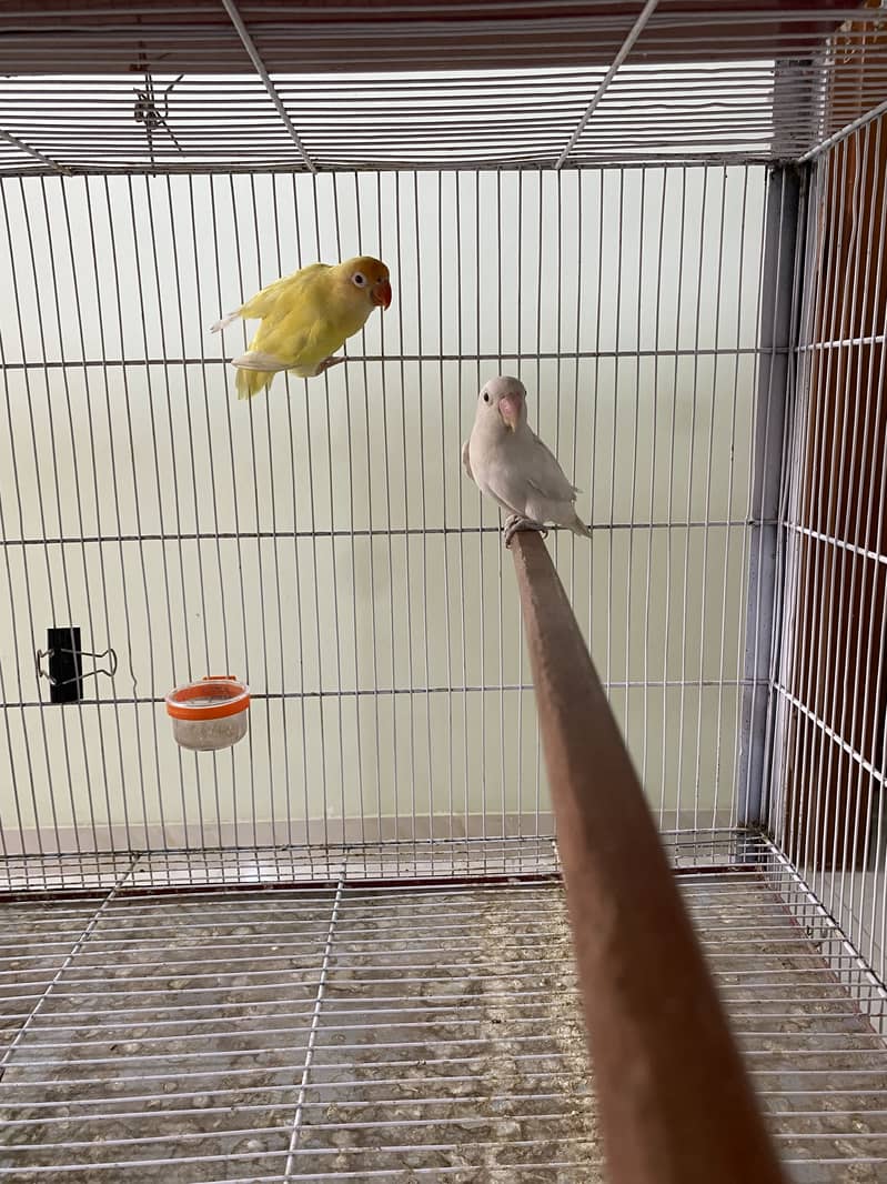 Exhibition Gouldian, Fawn Java, Silver Java and Lovebirds for sale 1