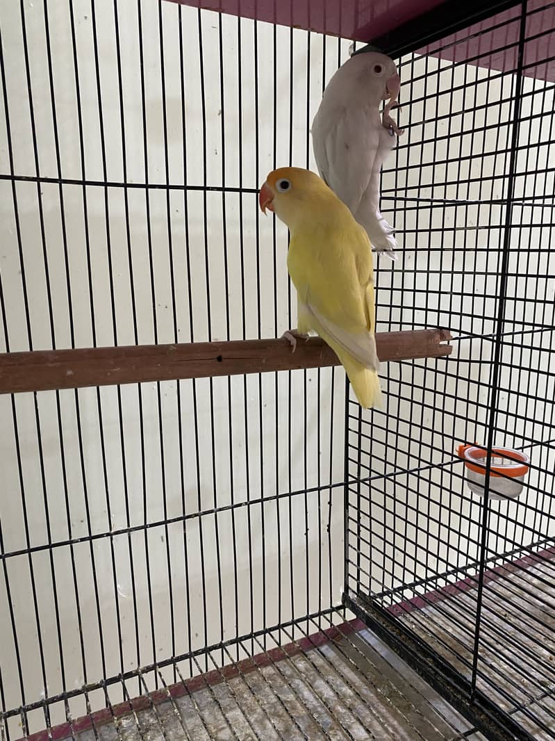 Exhibition Gouldian, Fawn Java, Silver Java and Lovebirds for sale 2