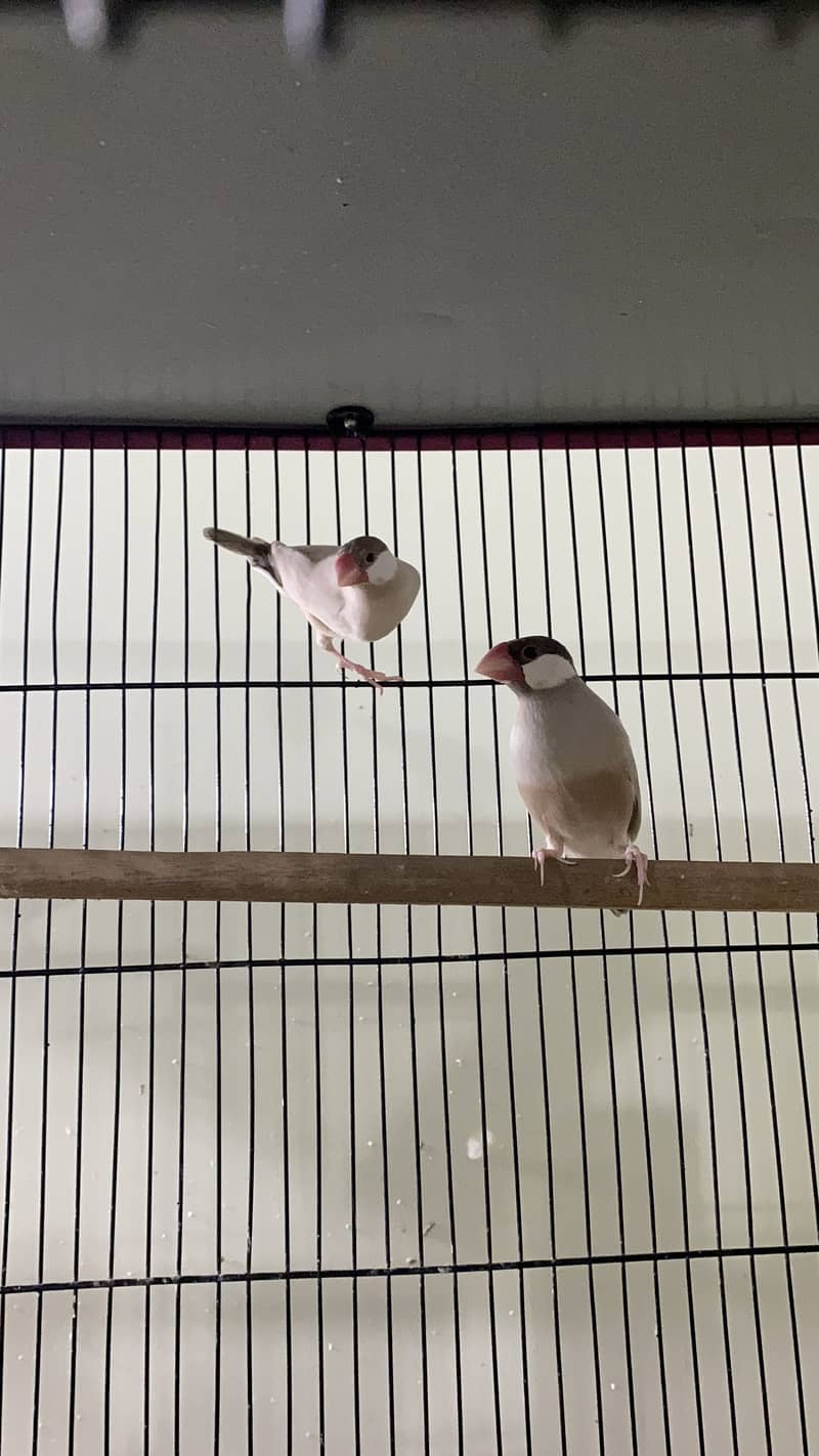Exhibition Gouldian, Fawn Java, Silver Java and Lovebirds for sale 3