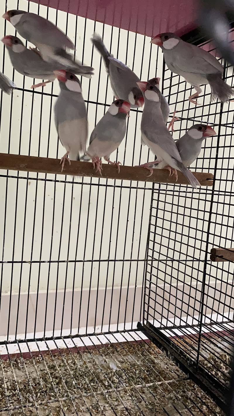 Exhibition Gouldian, Fawn Java, Silver Java and Lovebirds for sale 4