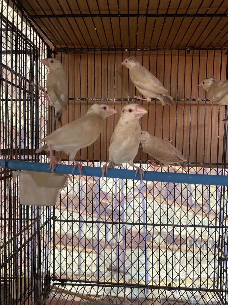 Exhibition Gouldian, Fawn Java, Silver Java and Lovebirds for sale 5