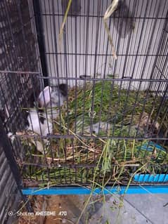 rabbits
