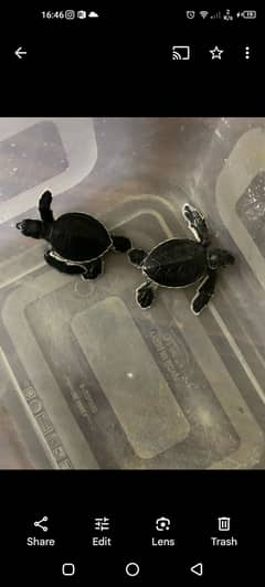 Black Chinese breed baby turtles