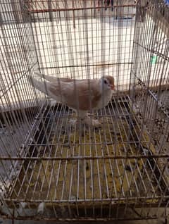 sherazi pigeons available all types