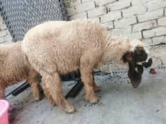 2 bakre for sale 03250622670 goats emergency urgently sale