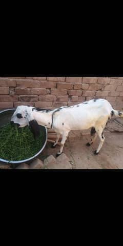 Desi bakri for Qurbani