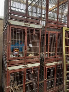 Parrot cages
