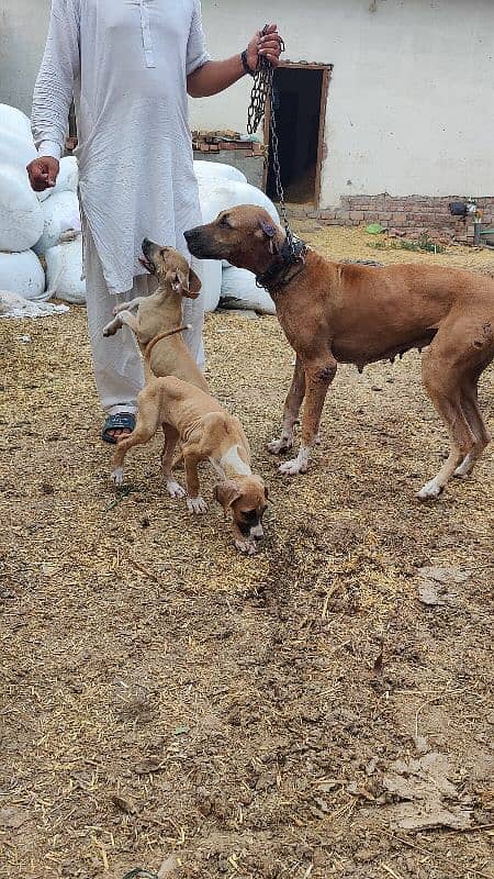 Bully pup in best price 1