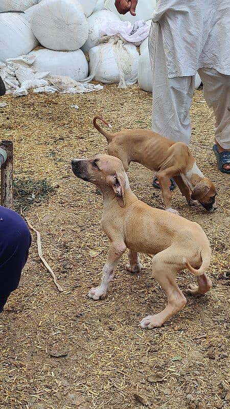 Bully pup in best price 2