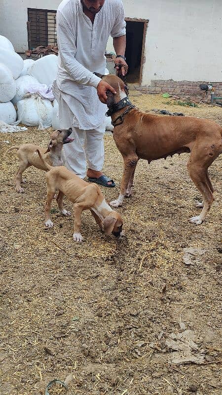 Bully pup in best price 3