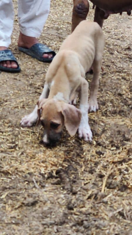 Bully pup in best price 4