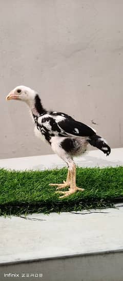 Pakoye Chicks , Pure Pakoye chicks , Thai chicks