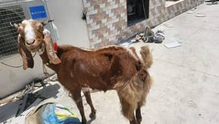 bakri