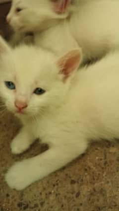 single coat kitten available