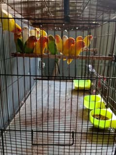 Love birds breedr pair for sale
