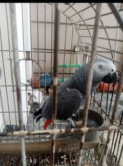 African grey parrot fully trained
