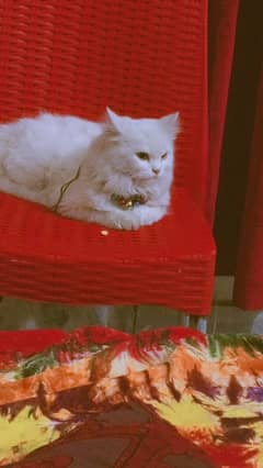 Persian cat female Full trained Friendly Cat