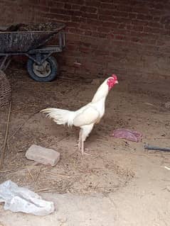 pure heera Aseel for sale
