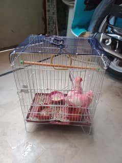 cage