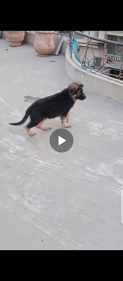 german sheperd