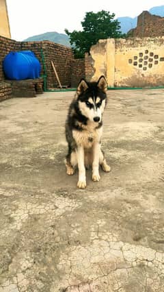 pure Siberian husky