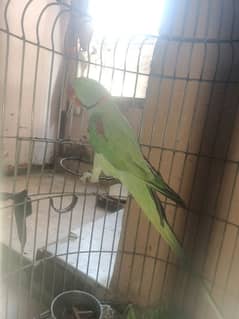 Kashmiri Raw Parrot