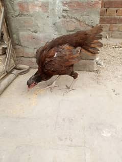 aseel