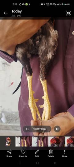 Lakha
