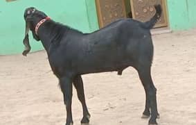 Desi Bakra Urgent For Sale WhatsApp On03185729839)