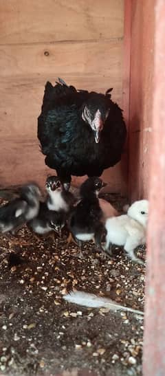 Australorp | Brown Heavy Buff | Aseel | White Silky | ko / co Shamo