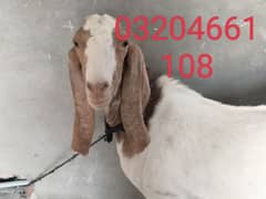 2 dant bakry Ghar KY