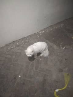 cat nice