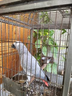 African grey parrot for sale with cage