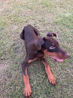 Doberman