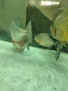 all fish price subke alag