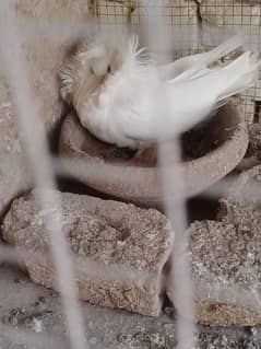 jacobin pigeon
