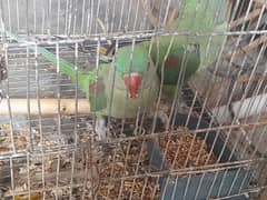Assalam o alikum Big size young pair hai