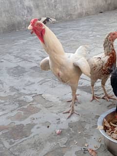 Rawalpindi
