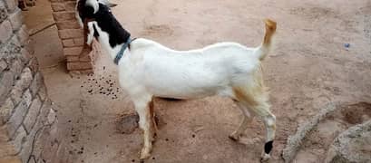Desi bkra forsell