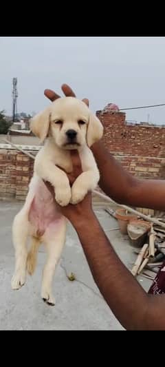 labrador