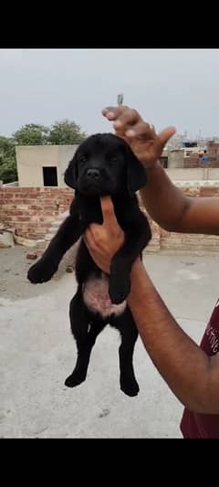 labrador female for sale